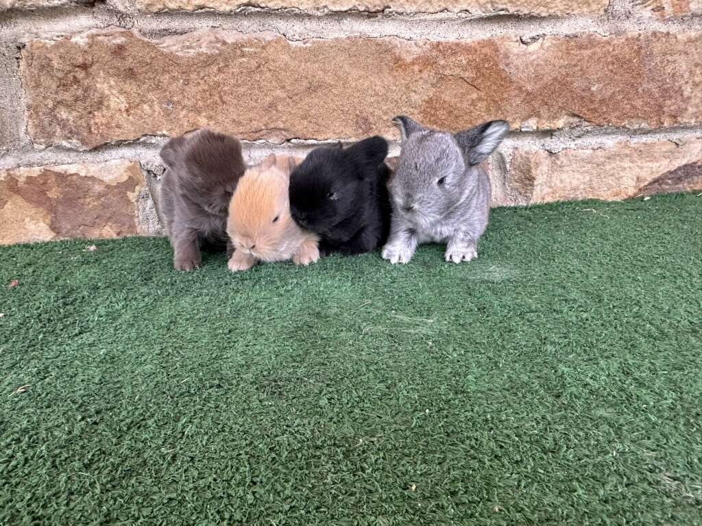 Purebred Holland Lops