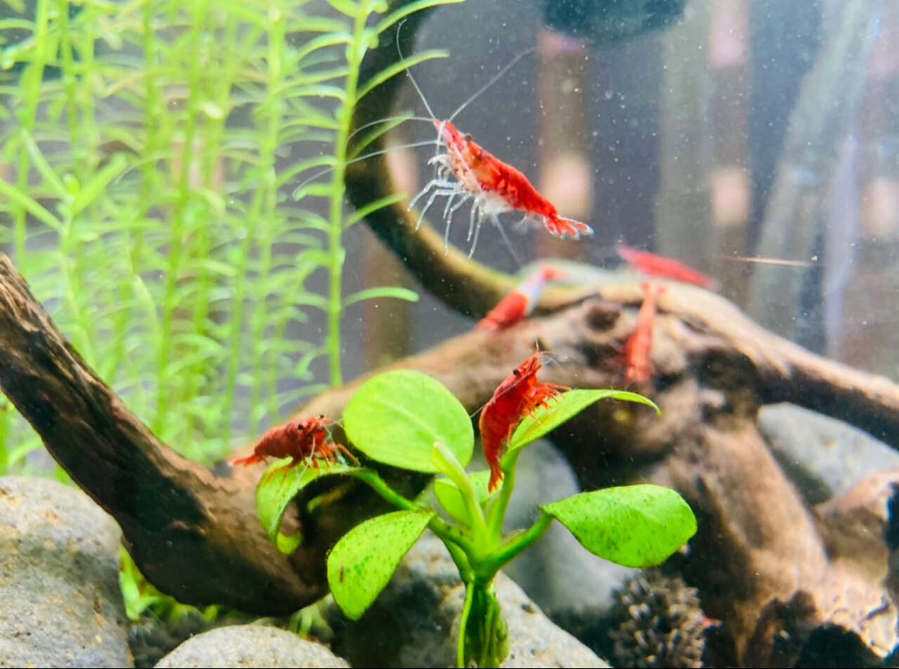 High Grade Super Red Cherry Shrimp (Neocaridina)