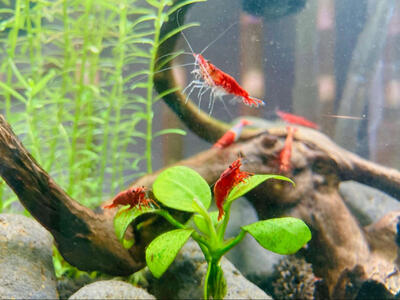 High Grade Super Red Cherry Shrimp (Neocaridina)