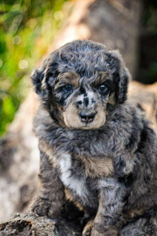 Mini/Standard (Moyen) AKC PB Poodles Pets