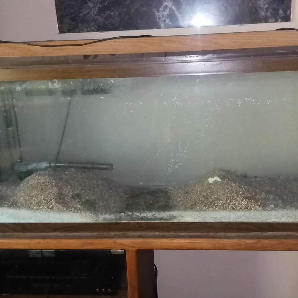 55gal aquarium