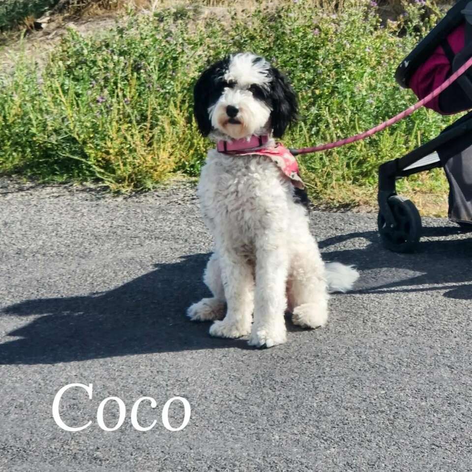 F2 Mini Bernedoodle Female Pets