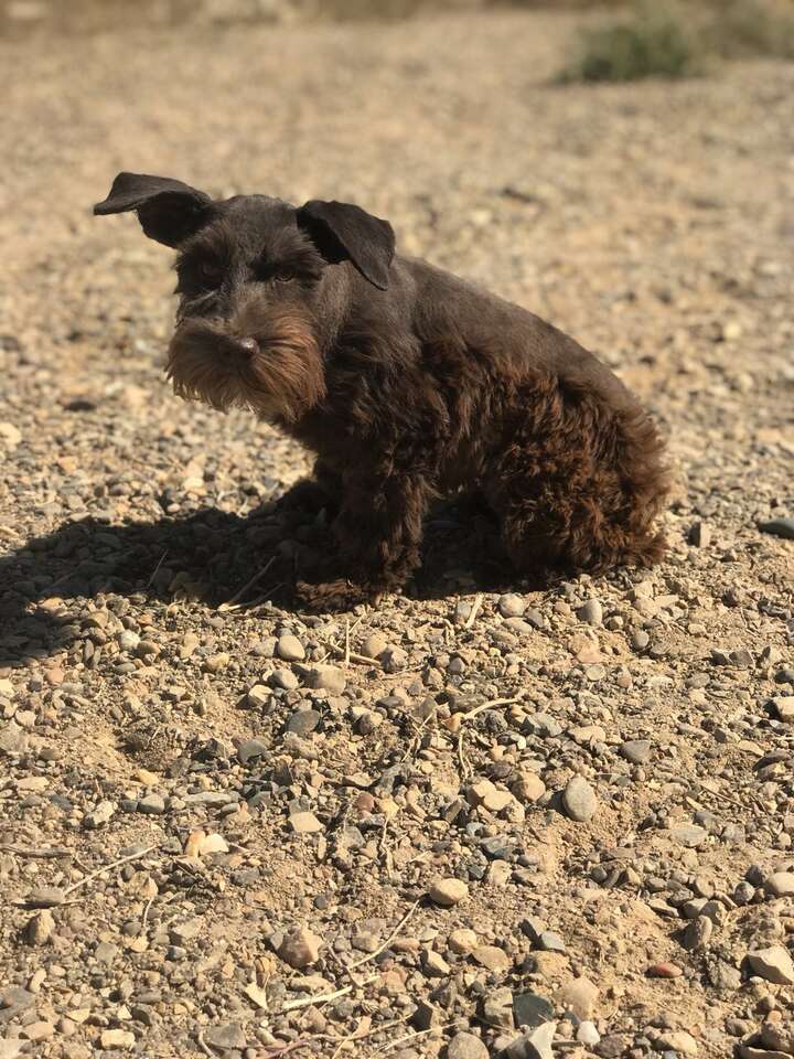 Miniature Schnauzers Pets
