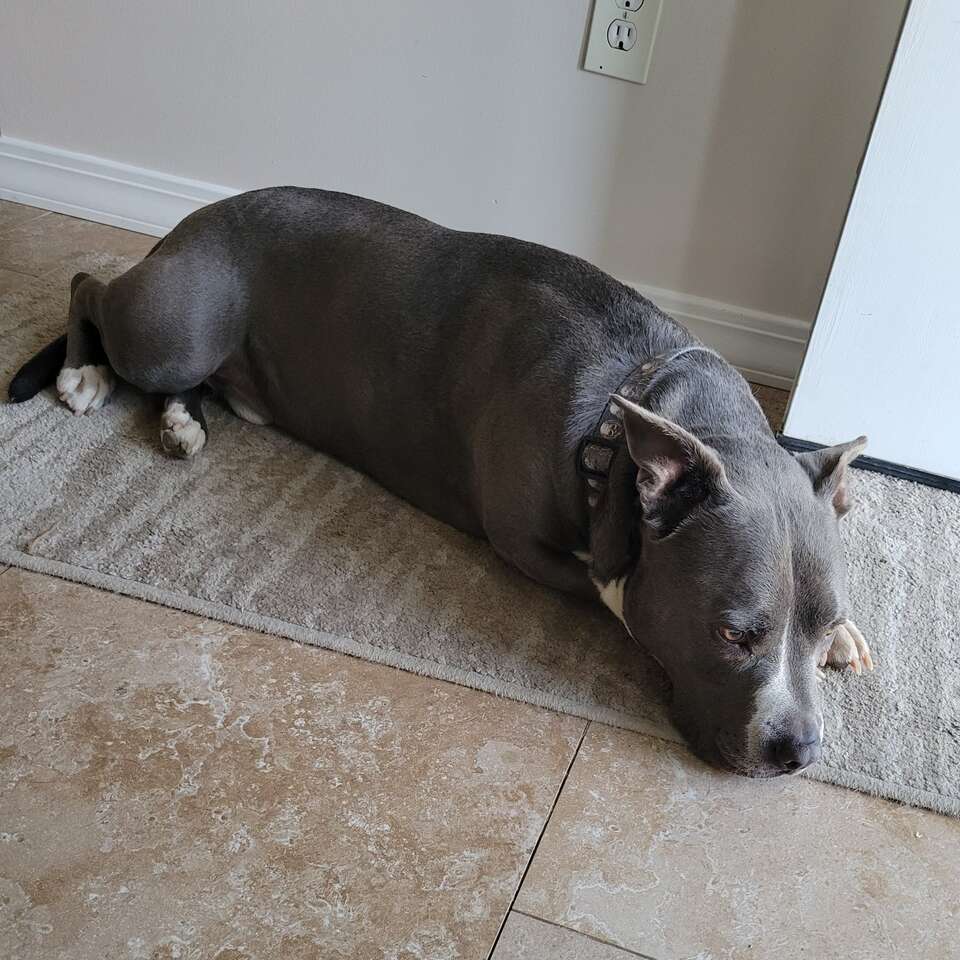 Healthy homemade Pet treats rabbit hide jerky more