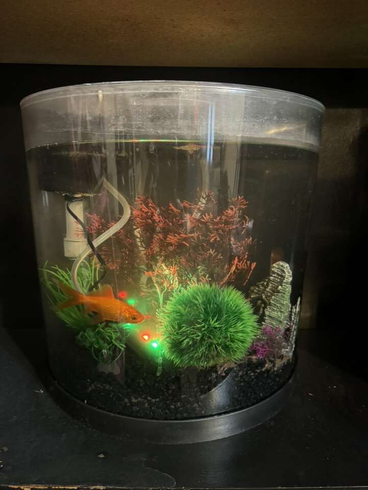 3 Gallon Fish Tank With Gold Fish Pets