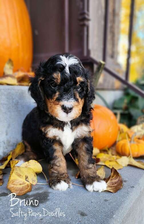 QUALITYBred Bernedoodle Male Pets