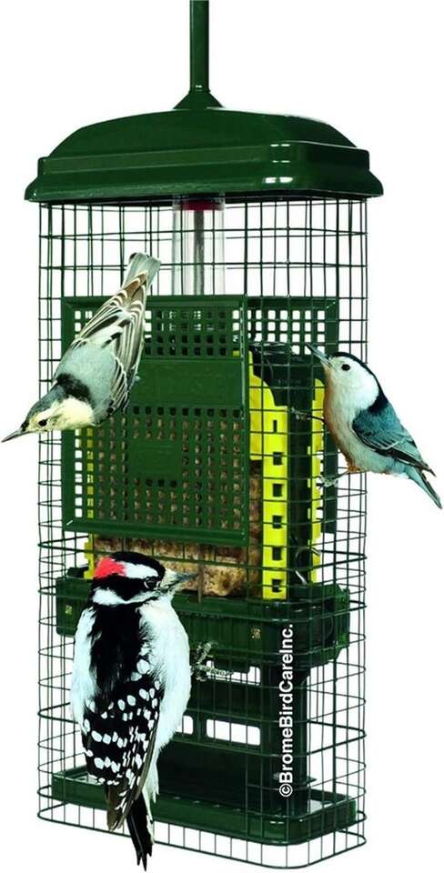 Squirrel Buster Squirrel-proof Suet Bird Feeder