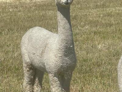 Start Your Alpaca Adventure!! Reduced To Sell!