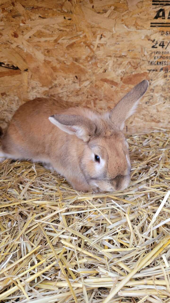 Bunnies for sale | Pets | ksl.com