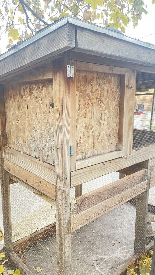 Chickens Coop Or Bunny Hutch Pets