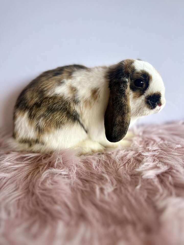 Pedigreed Holland Lop Buck