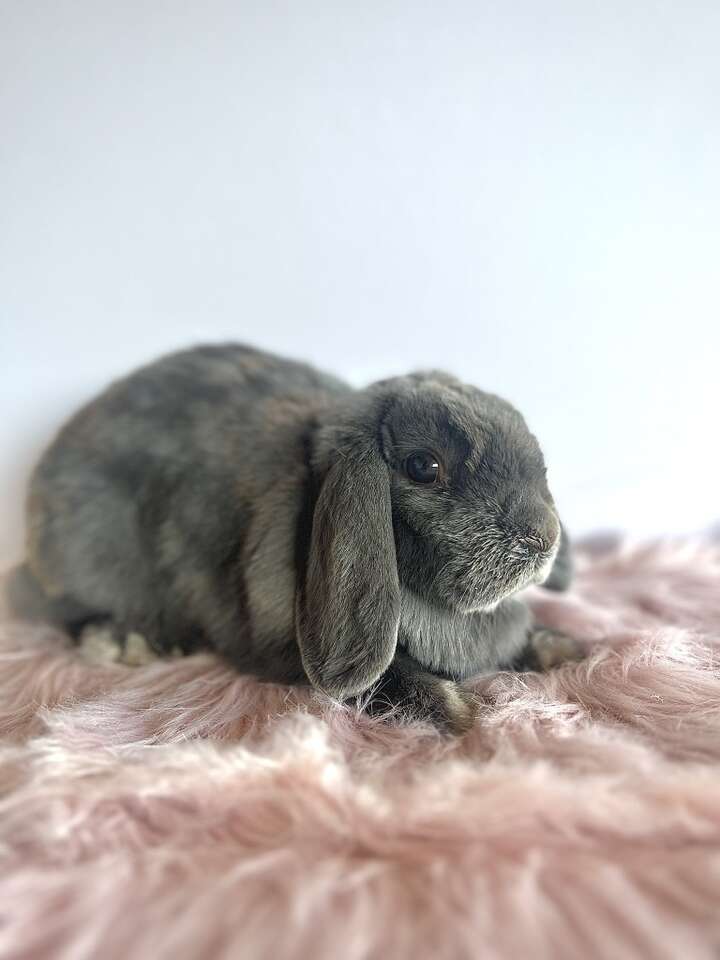 Pedigreed Holland Lop Doe