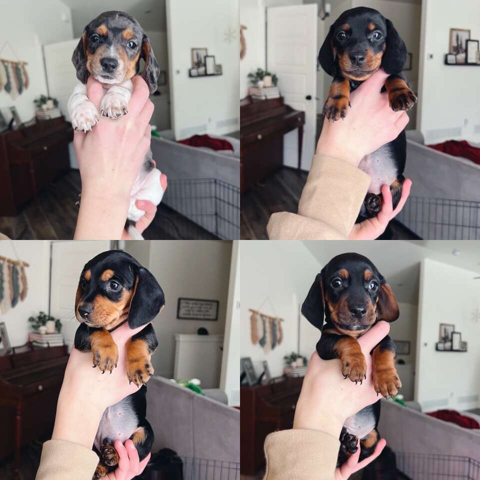 Mini Dachshunds Pets