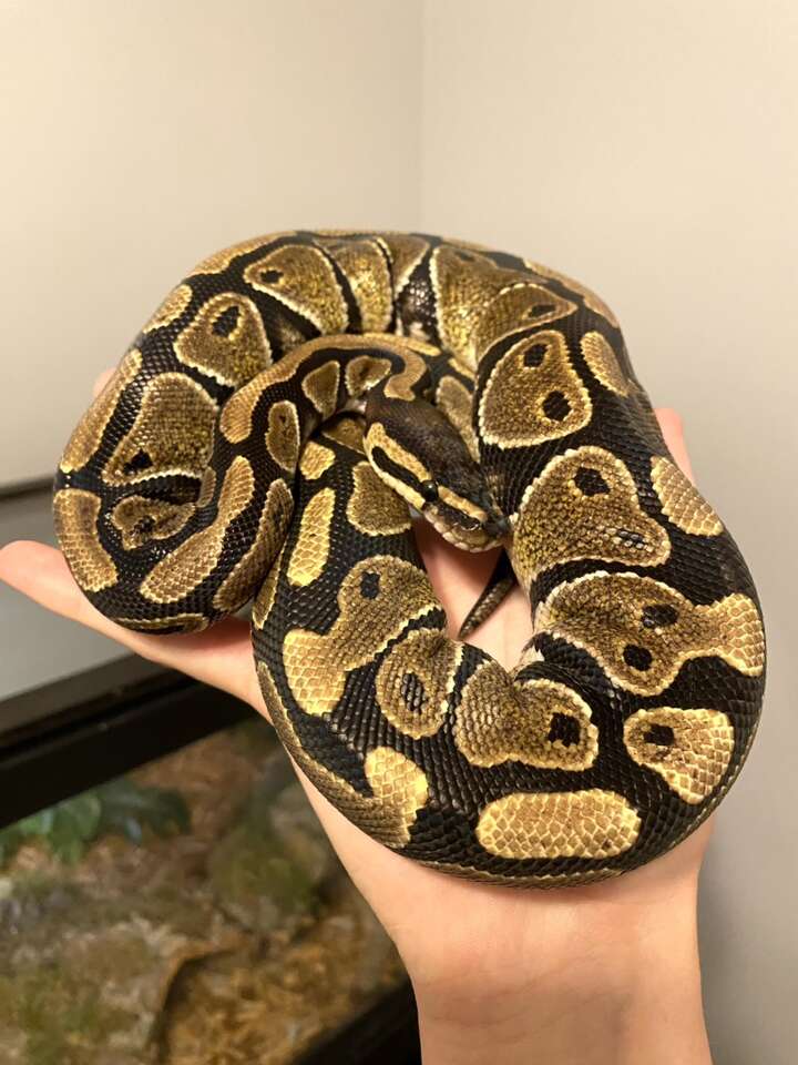 Ball Python + 40 gal tank and supplies Pets