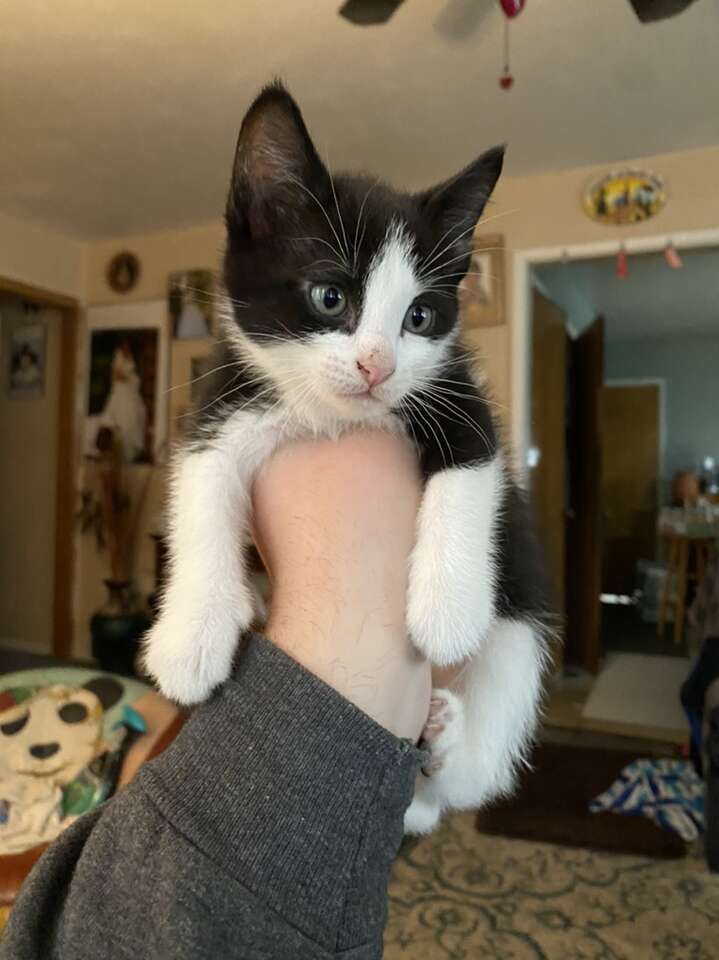 Kitten (Black & white) Pets