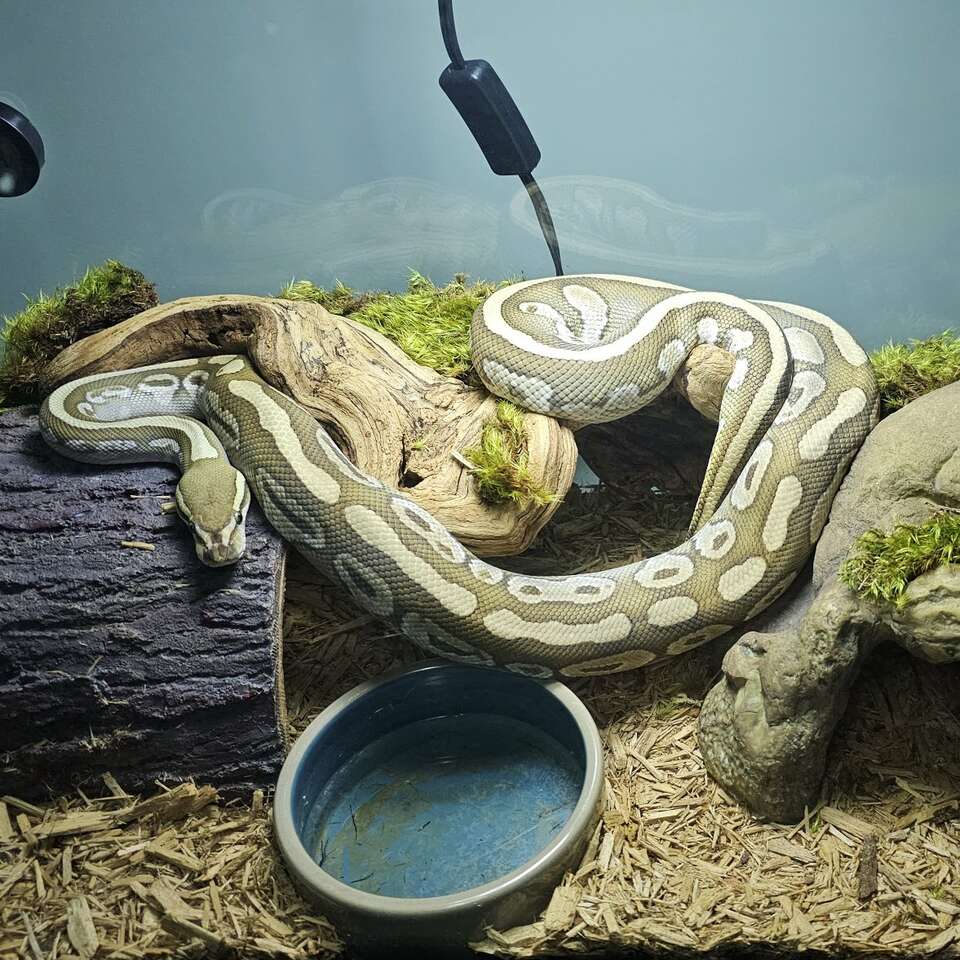 Male Lesser Ball Python Pets