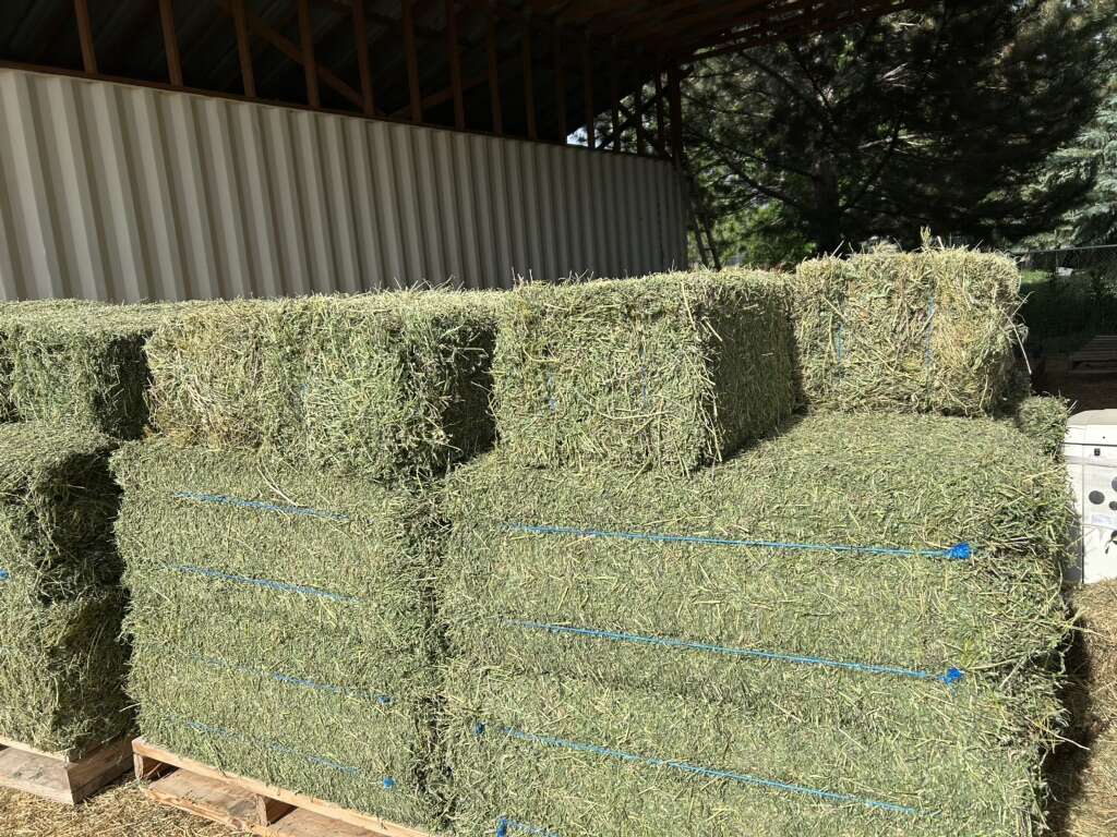 2 String Alfalfa Small Bales