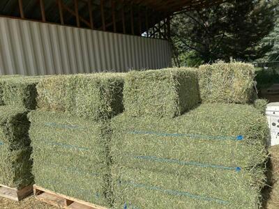 2 String Alfalfa Small Bales