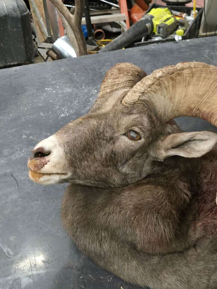 Life Size Desert Big Horn Sheep Skin