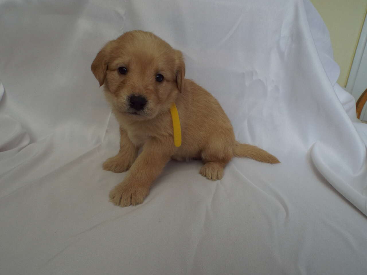 Yellow lab / labradoodle puppies Pets