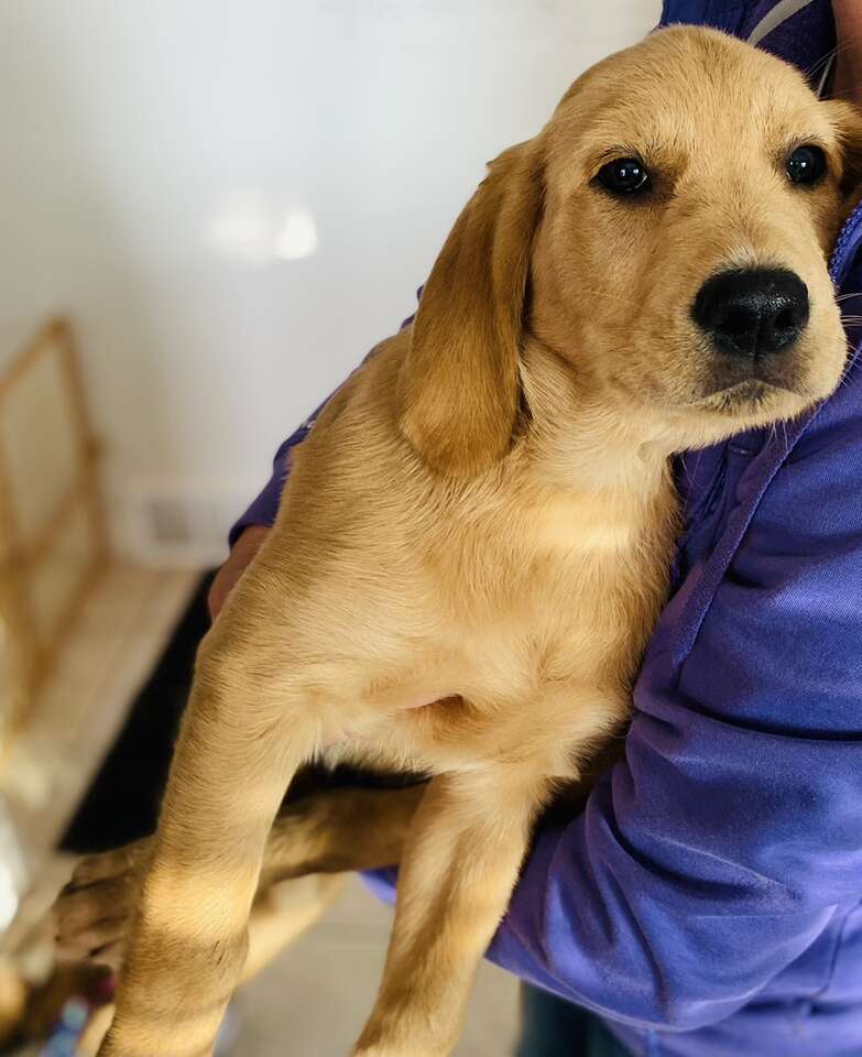 Goldendoodle Yellow Lab Puppies Pets