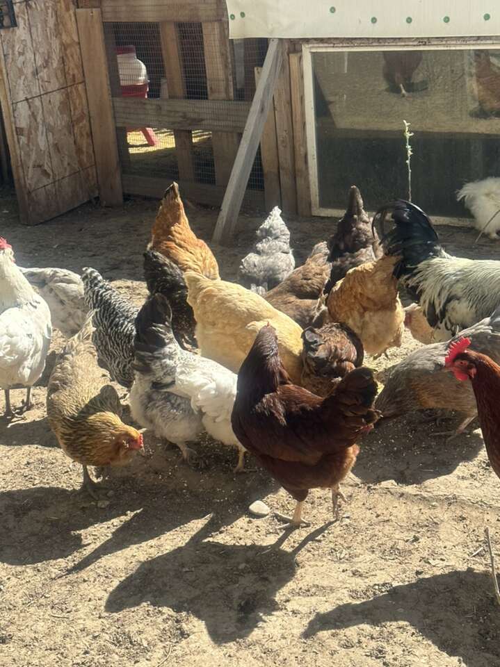 I’m Looking For Hens