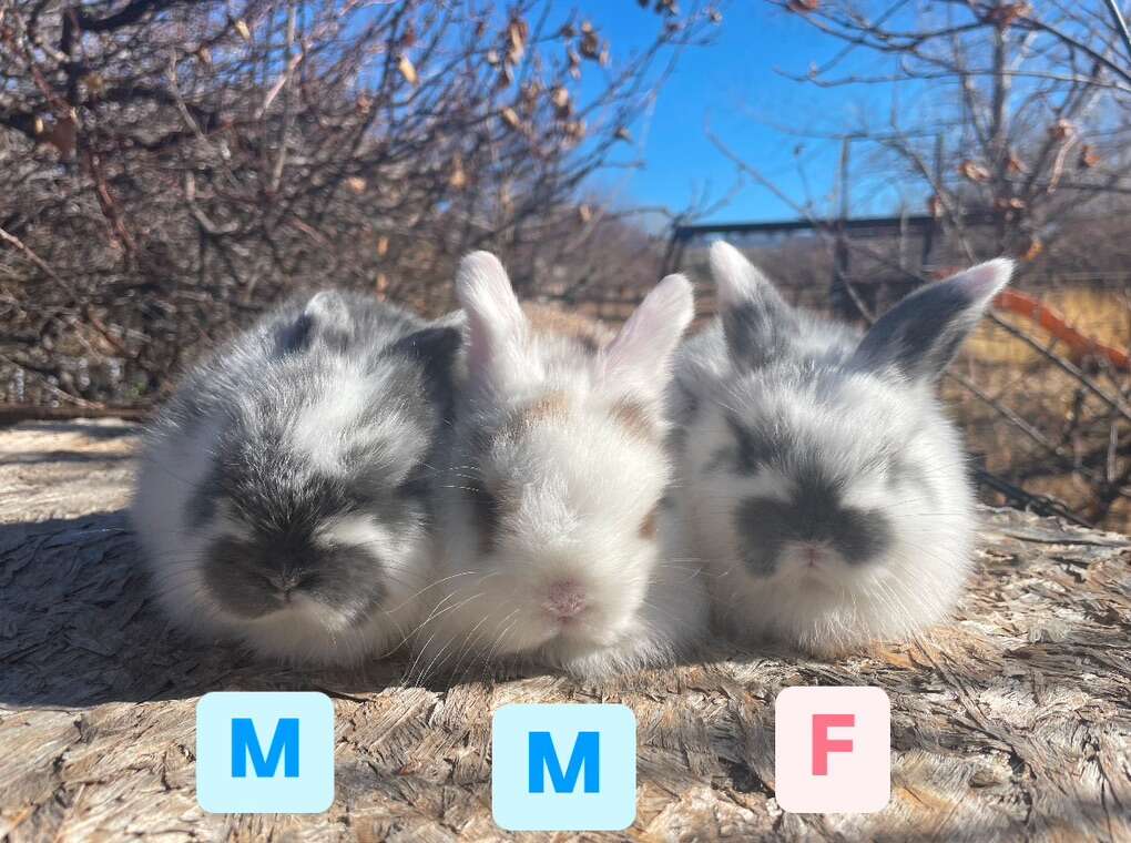 Holland Lop Baby Bunnies