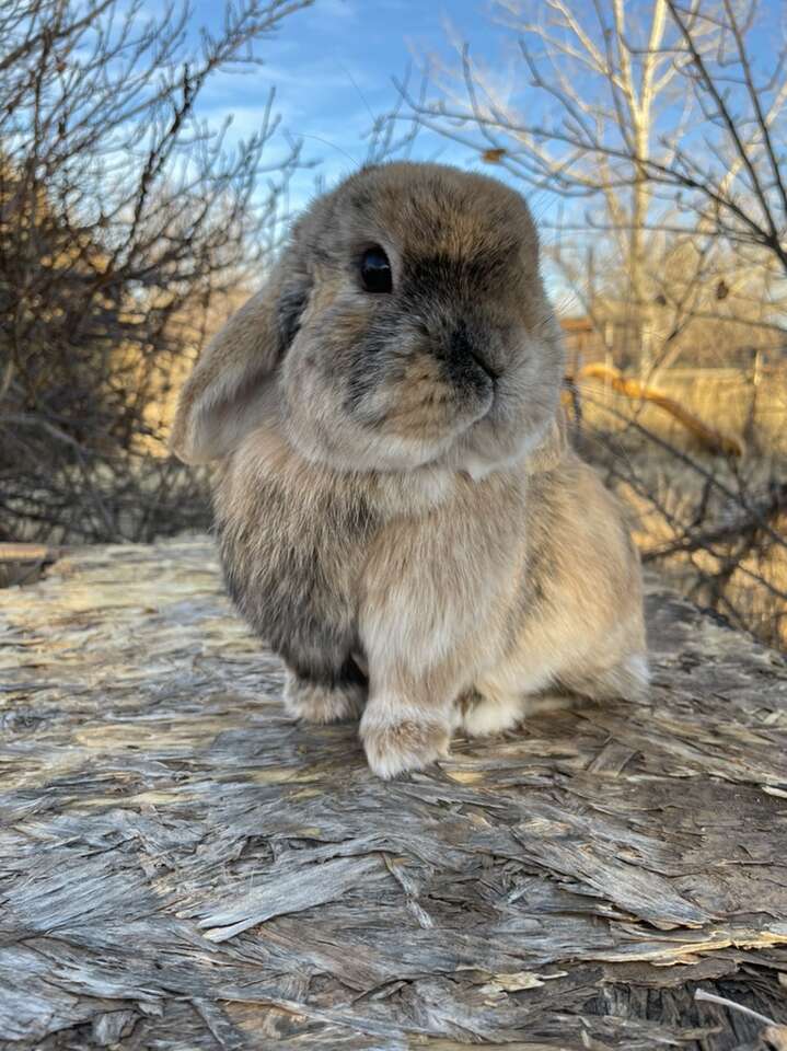 Holland Lop Buck