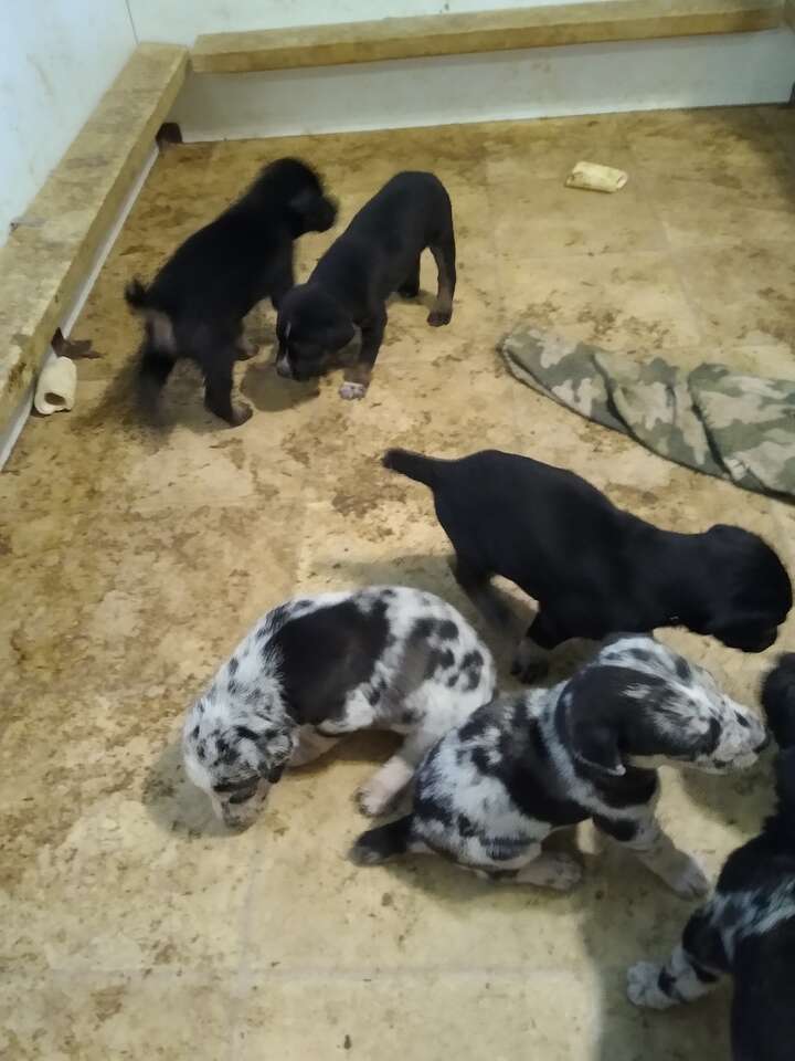 Christmas puppies Pets