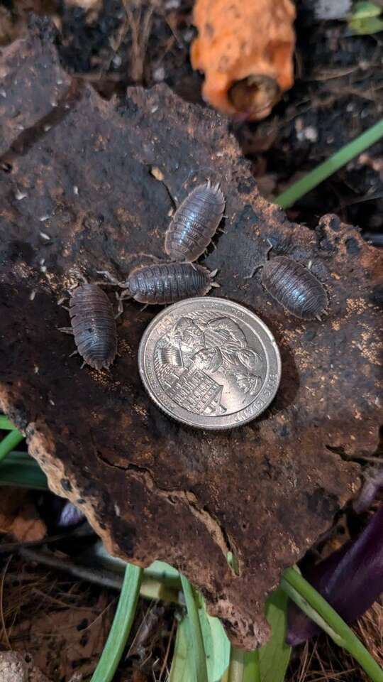 Giant Canyon Isopods | Bioactive Vivariums