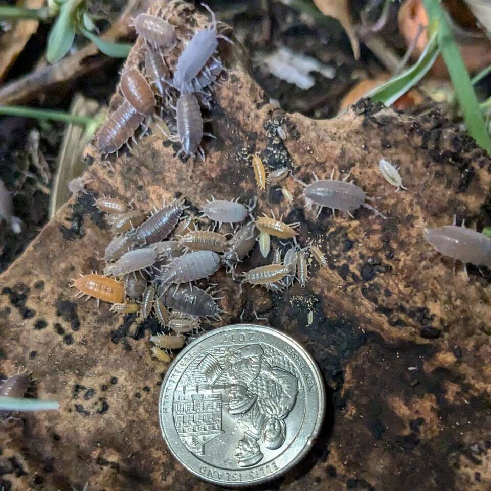 Powder Isopods & Springtails for Bioactive Vivariu