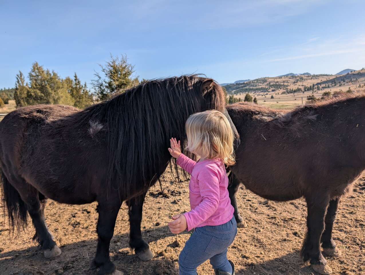 Leadline miniature ponies