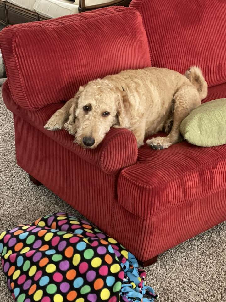 5 Year old Labradoodle Free To A Good Home Pets