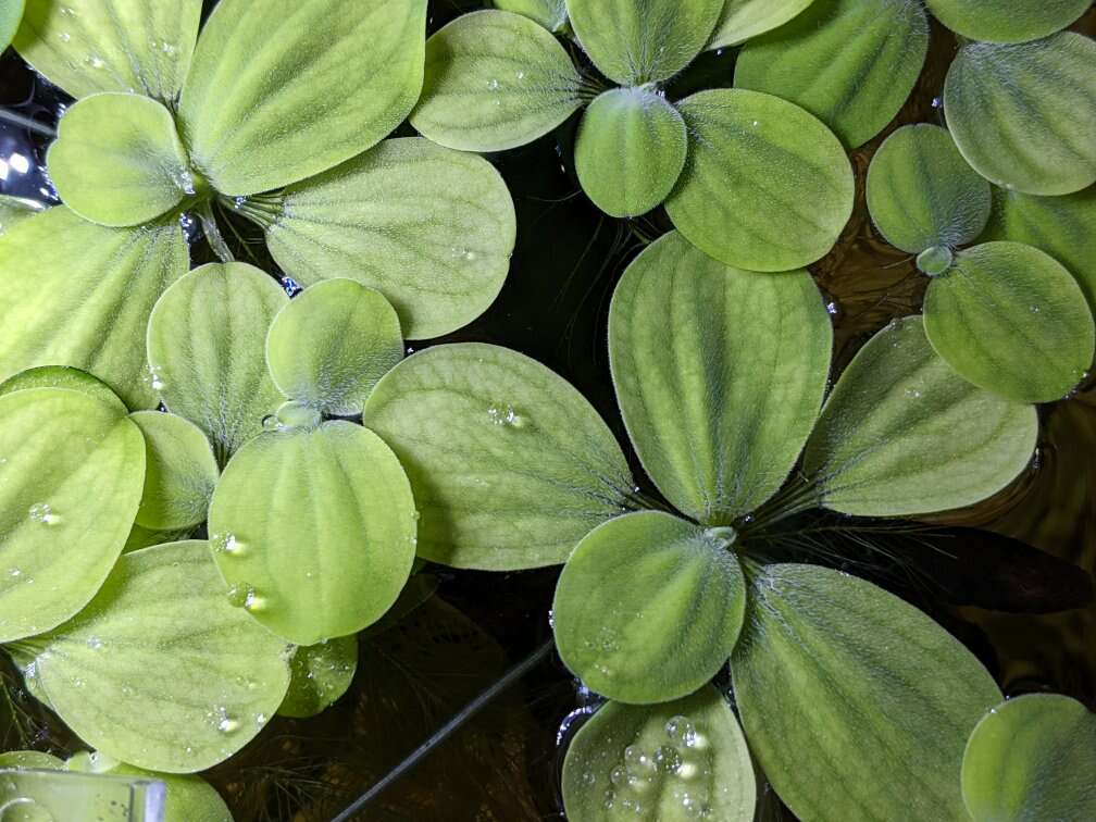 Dwarf Water Lettuce