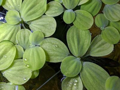 Dwarf Water Lettuce
