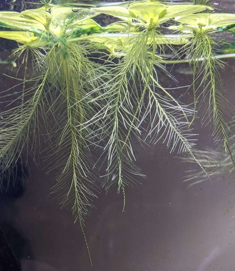 Dwarf Aquarium Water Lettuce