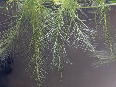 Dwarf Aquarium Water Lettuce