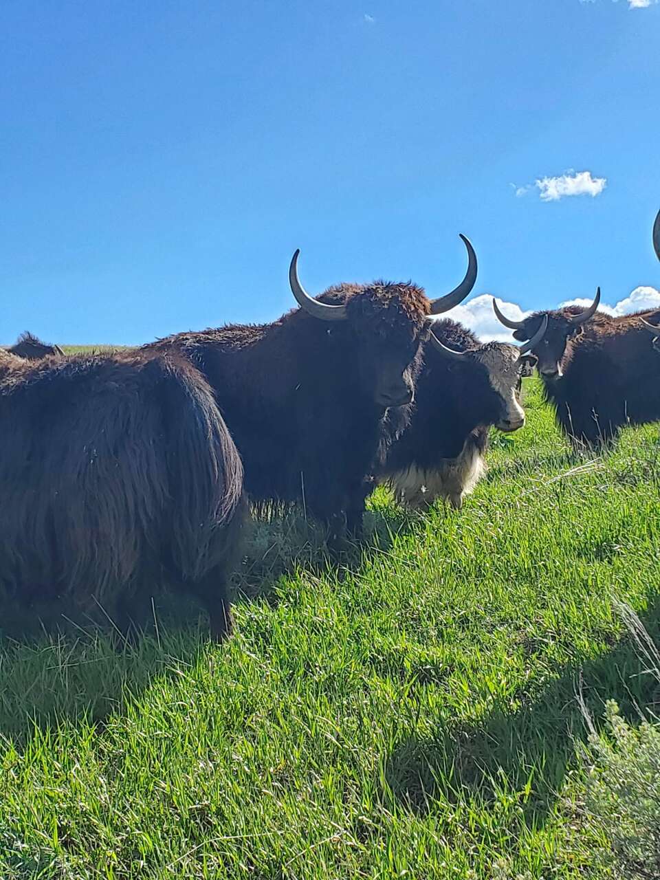 Yak Starter Herd – Build Your Dream Herd Today!
