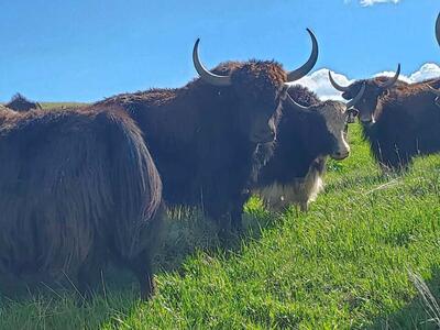 Yak Starter Herd – Build Your Dream Herd Today!