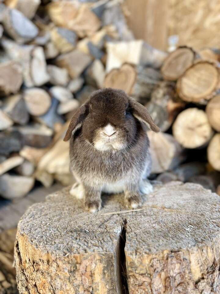 Chocolate Otter VM Holland Lop Doe