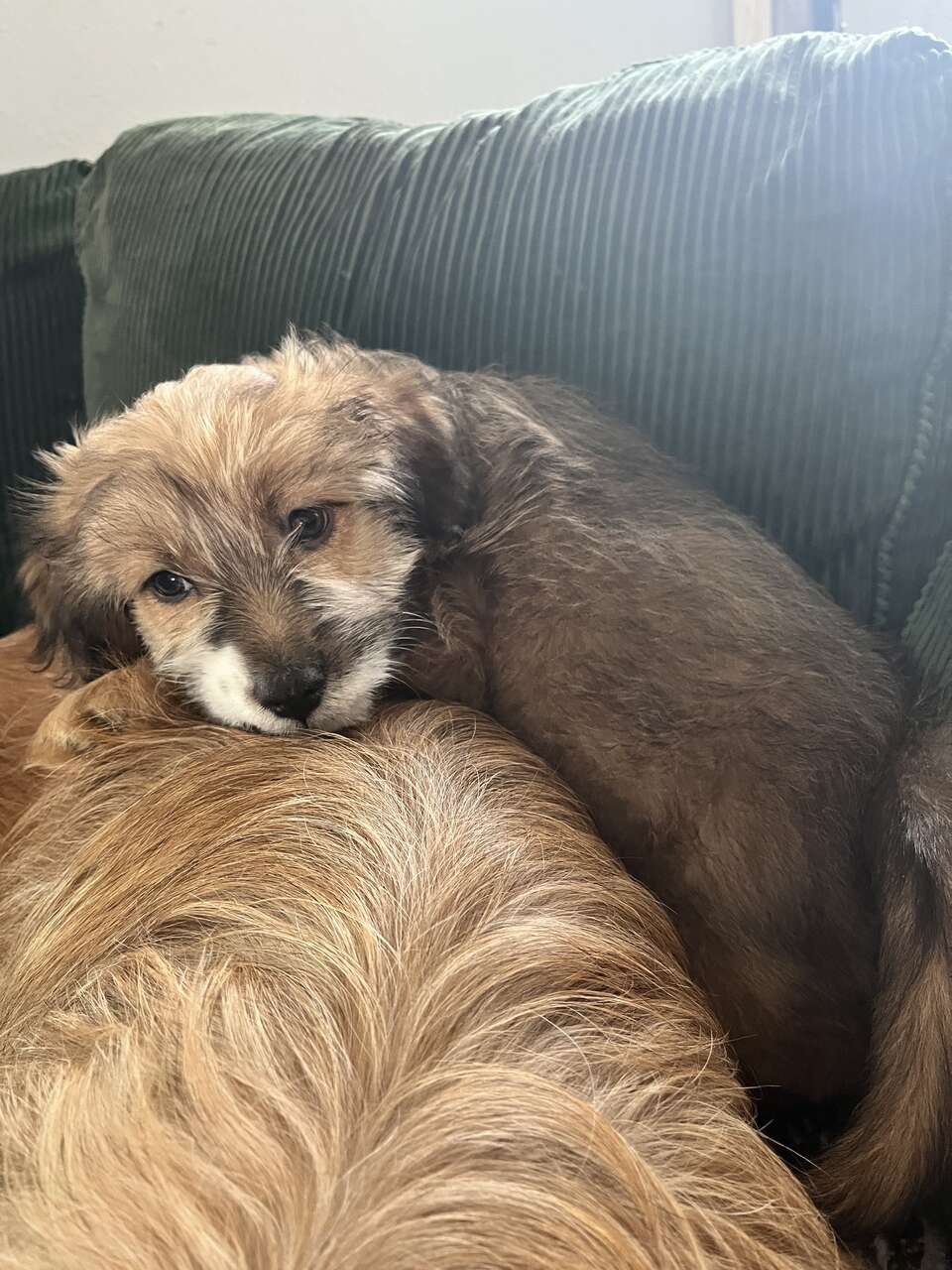 Mini Australian shepherd mix Pets