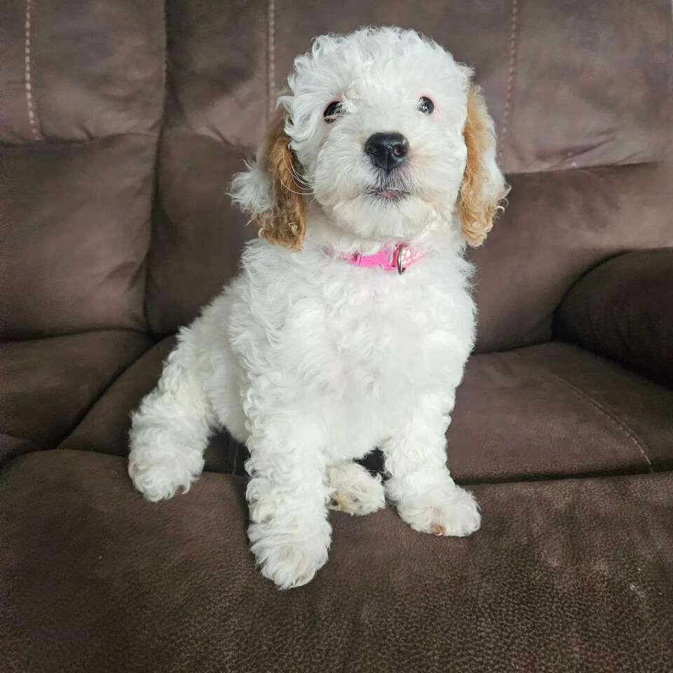 Mini goldendoodle Pets