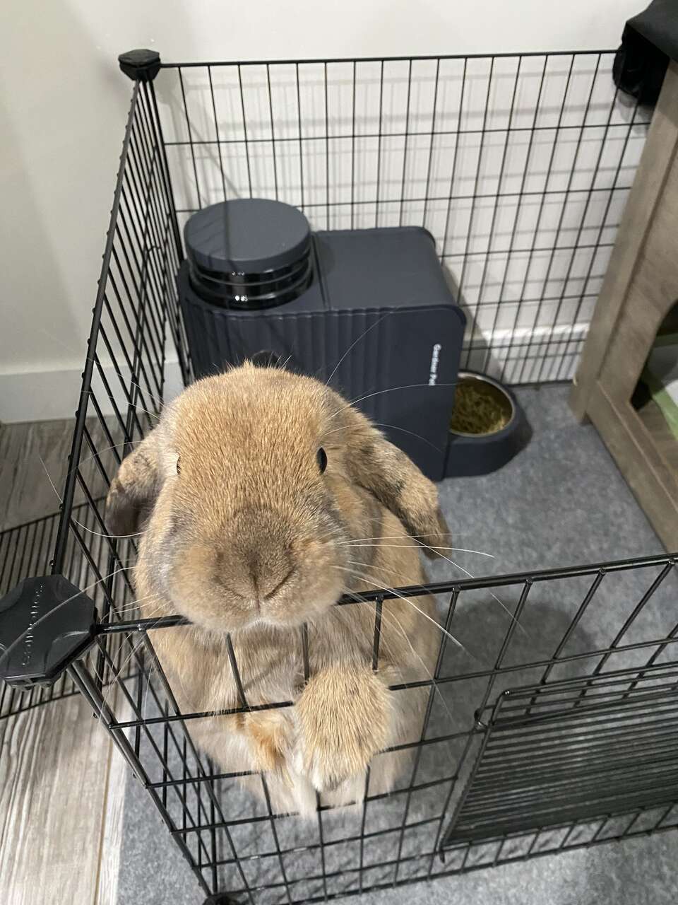 Holland Lop Rabbit! (Male)