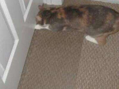 NEW CARPET SCRATCH PROTECTOR FOR CATS 🐱