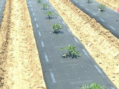 Biodegradable Mulch Compostable Film 5000' × 48"