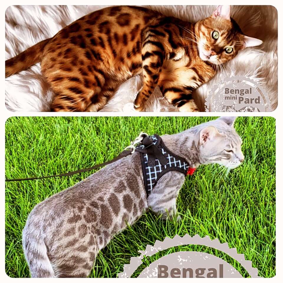 2 Beautiful Bengal stallions STUD Pets