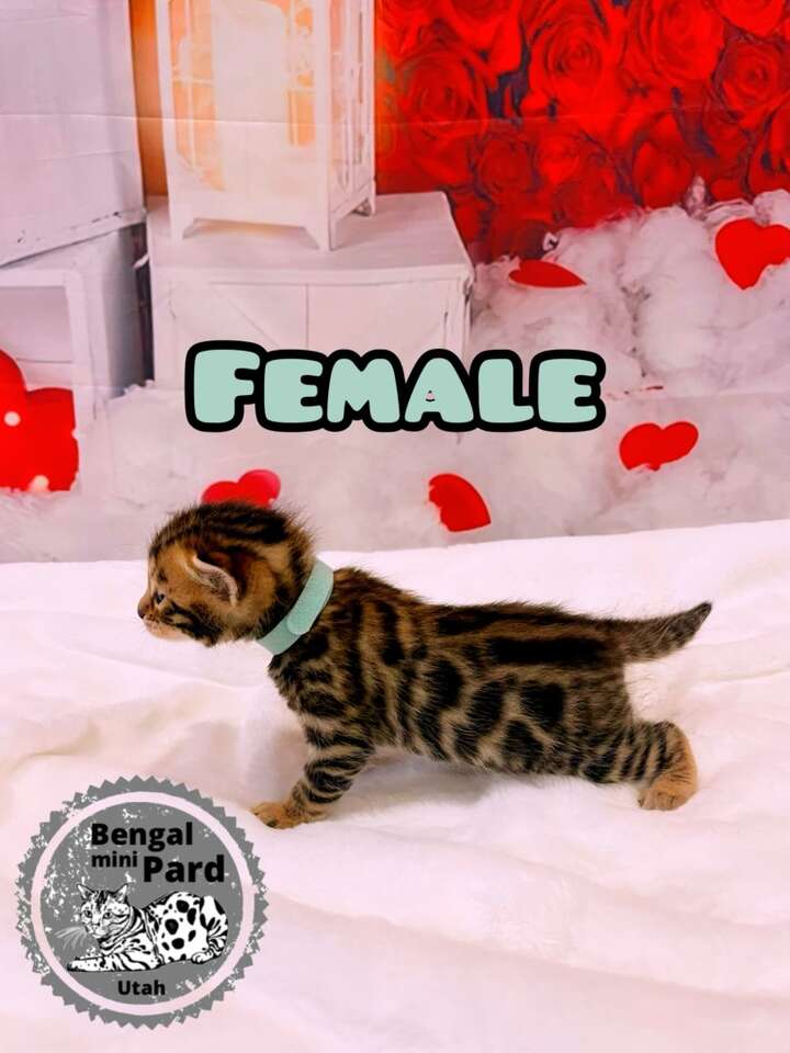 Bengal Ready for a new home Valentine’s Day Pets