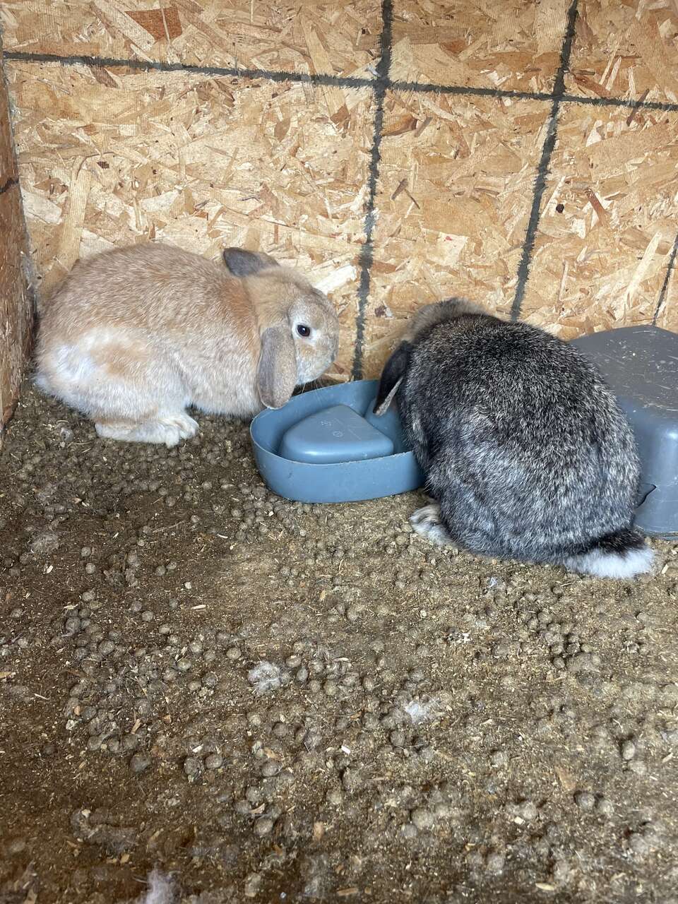 Holland Lop Bunnies