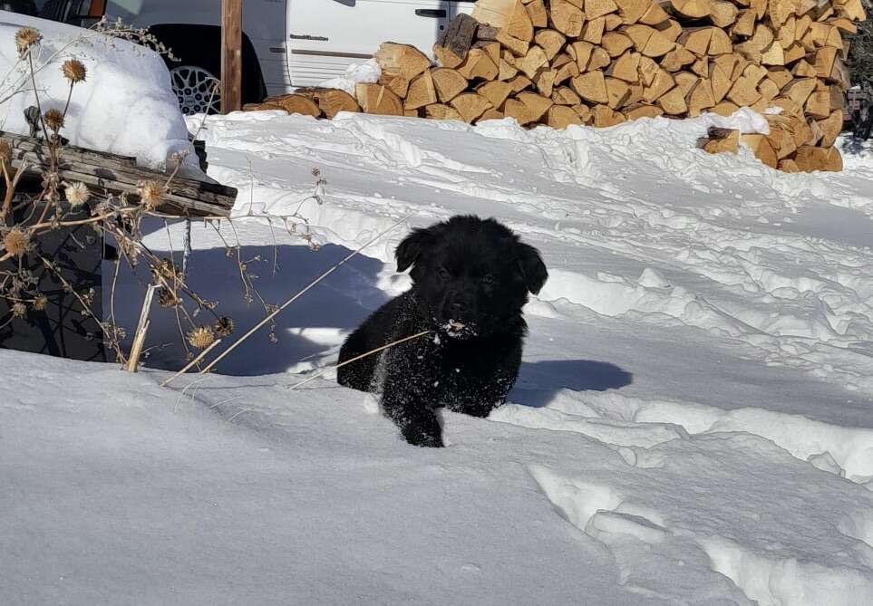 Puppies READY FOR NEW HOMES Pets