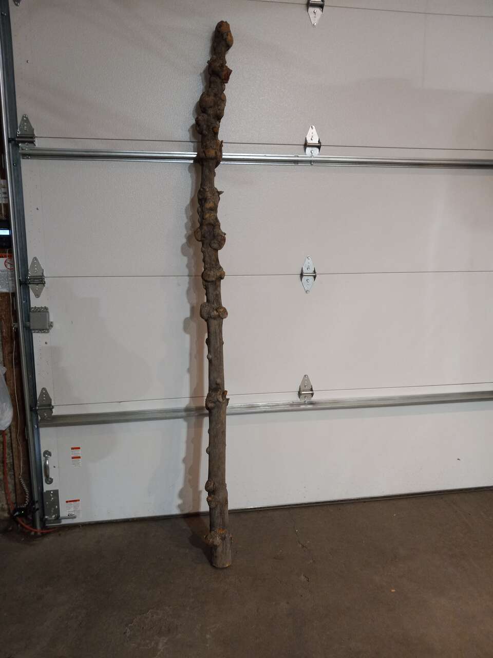 93" WEATHERED BURL PINE LOG